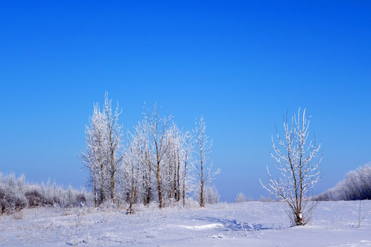 雪原雾凇