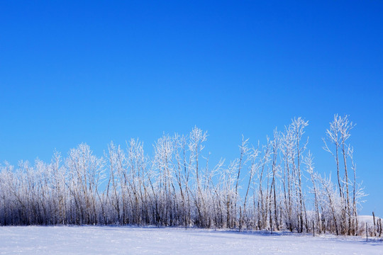 雪原雾凇