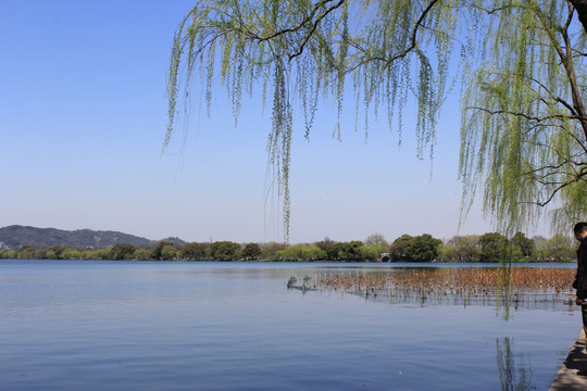 西湖柳风