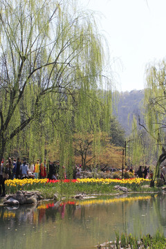 太子湾花景