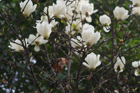 树上集中的白玉兰花