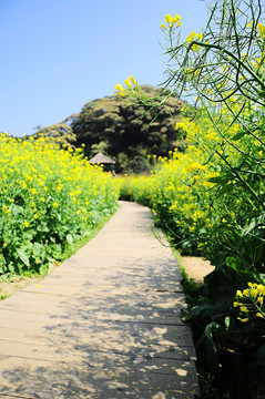 油菜花丛中的小路