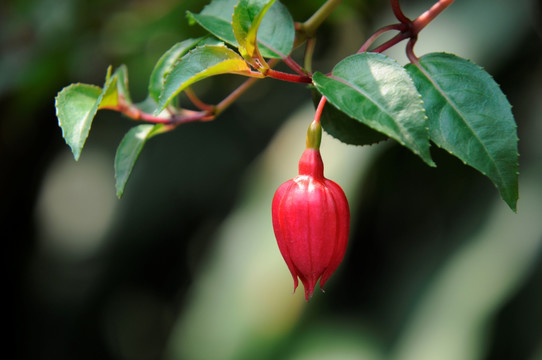 灯笼花