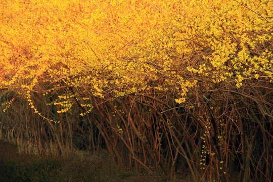 迎春花开