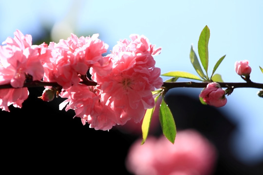 桃花 花枝 花朵 上海 朱家角