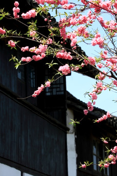 桃花 花枝 花朵 上海 朱家角