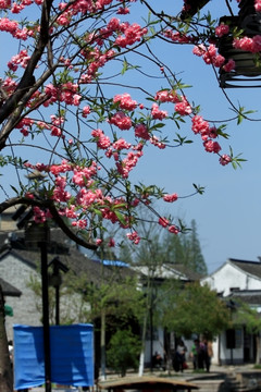 桃花 花枝 花朵 上海 朱家角