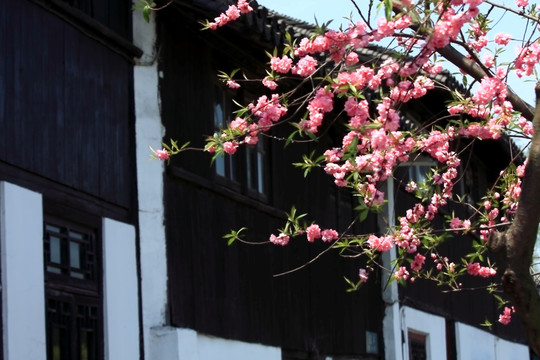 桃花 花枝 花朵 上海 朱家角