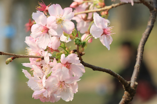 樱花