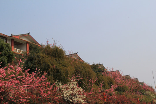 樱花酒店