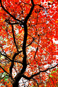 红栌树