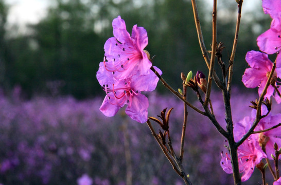 杜鹃花特写