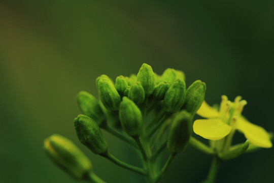 油菜花苞原片