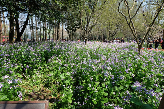 诸葛菜 二月兰