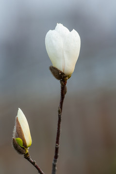 玉兰花