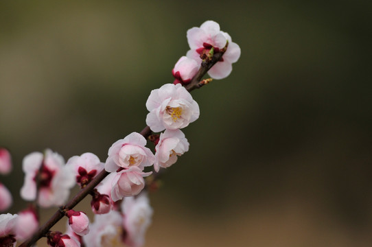 梅花