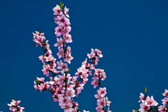 桃花