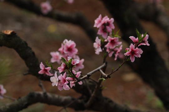 桃花 花卉 花 植物 树桩