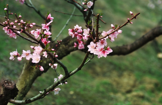 桃花 花卉 花 植物 树桩