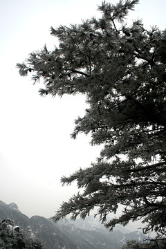 泰山雪景