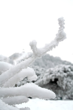 树枝上的积雪