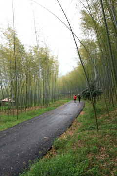 江苏 宜兴 户外 竹海风景区