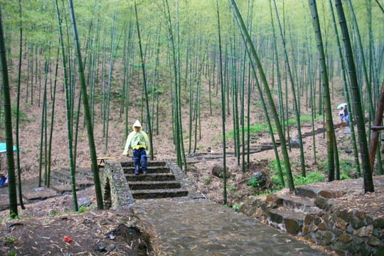 江苏 宜兴 户外 竹海风景区