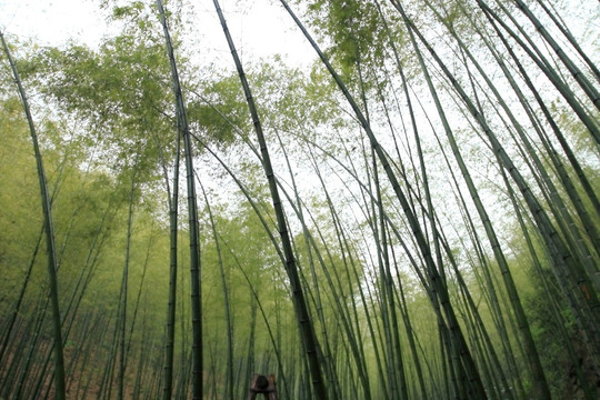 江苏 宜兴 户外 竹海风景区