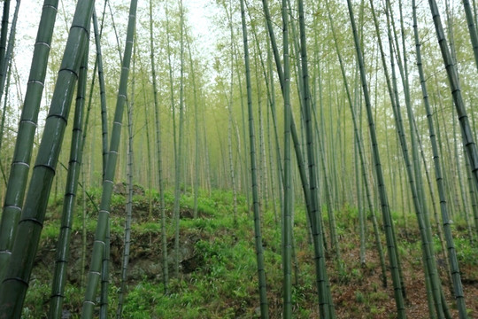 江苏 宜兴 户外 竹海风景区