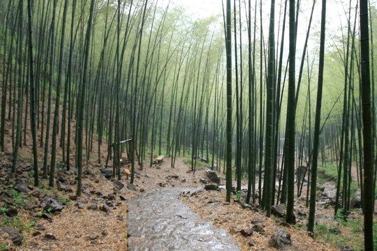 江苏 宜兴 户外 竹海风景区