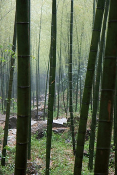 江苏 宜兴 户外 竹海风景区