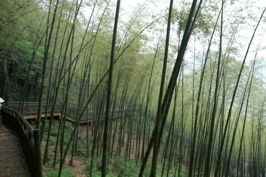 江苏 宜兴 户外 竹海风景区