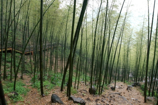 江苏 宜兴 户外 竹海风景区