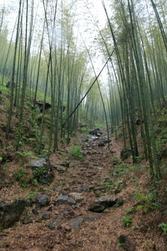 江苏 宜兴 户外 竹海风景区