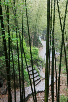 江苏 宜兴 户外 竹海风景区