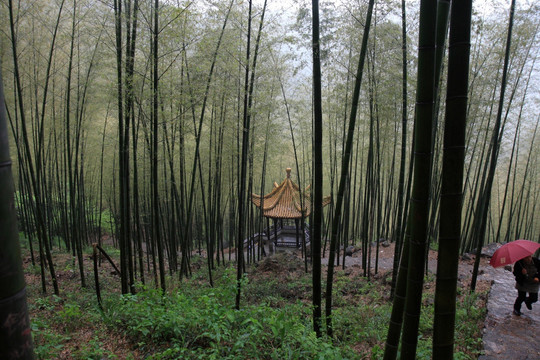 江苏 宜兴 户外 竹海风景区