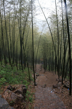 江苏 宜兴 户外 竹海风景区