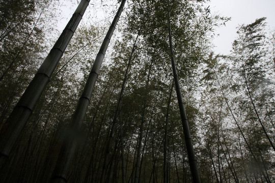 江苏 宜兴 户外 竹海风景区