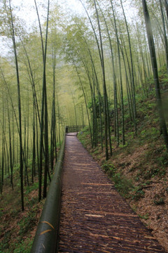 江苏 宜兴 户外 竹海风景区