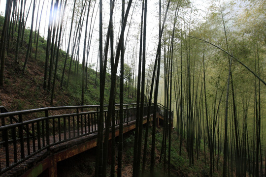 江苏 宜兴 户外 竹海风景区