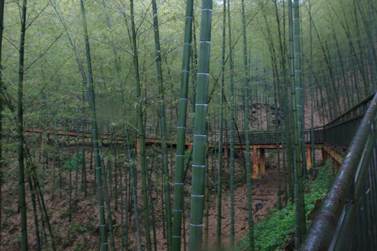 江苏 宜兴 户外 竹海风景区