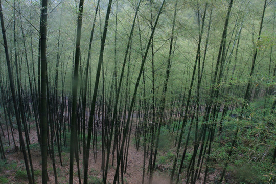 江苏 宜兴 户外 竹海风景区