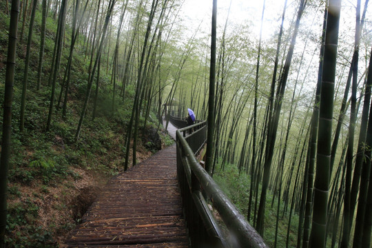 江苏 宜兴 户外 竹海风景区