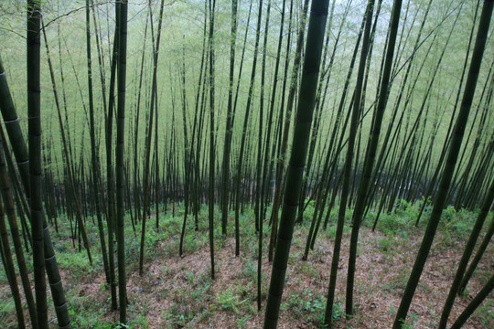 江苏 宜兴 户外 竹海风景区