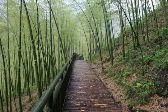 江苏 宜兴 户外 竹海风景区