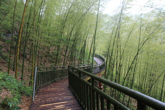 江苏 宜兴 户外 竹海风景区