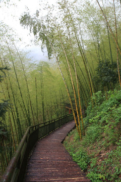 江苏 宜兴 户外 竹海风景区