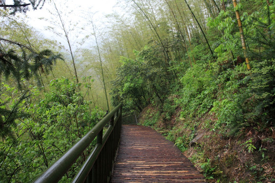 江苏 宜兴 户外 竹海风景区