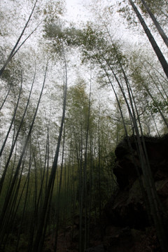 江苏 宜兴 户外 竹海风景区