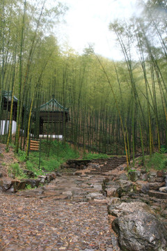 江苏 宜兴 户外 竹海风景区